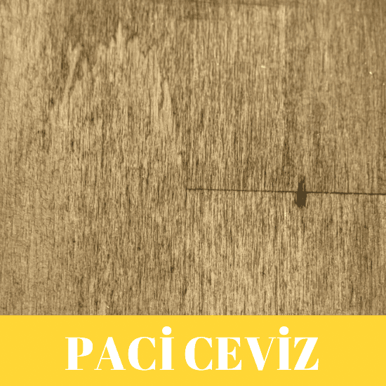 Paci Ceviz